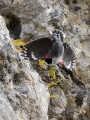 Skalni_plezalcek_Wallcreeper_Tiichodroma_muraria_Skalni_plezalcki_Tichodromadidae_21.jpg