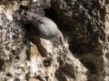Skalni_plezalcek_Wallcreeper_Tiichodroma_muraria_Skalni_plezalcki_Tichodromadidae_25.jpg