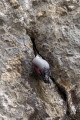 Skalni_plezalcek_Wallcreeper_Tiichodroma_muraria_Skalni_plezalcki_Tichodromadidae_29.jpg