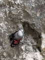 Skalni_plezalcek_Wallcreeper_Tiichodroma_muraria_Skalni_plezalcki_Tichodromadidae_30.jpg