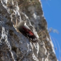 Skalni_plezalcek_Wallcreeper_Tiichodroma_muraria_Skalni_plezalcki_Tichodromadidae_35.jpg