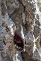 Skalni_plezalcek_Wallcreeper_Tiichodroma_muraria_Skalni_plezalcki_Tichodromadidae_36.jpg