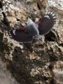 Skalni_plezalcek_Wallcreeper_Tiichodroma_muraria_Skalni_plezalcki_Tichodromadidae_37.jpg