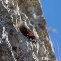 Skalni_plezalcek_Wallcreeper_Tiichodroma_muraria_Skalni_plezalcki_Tichodromadidae_38.jpg