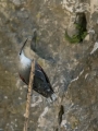 Skalni_plezalcek_Wallcreeper_Tiichodroma_muraria_Skalni_plezalcki_Tichodromadidae_39.jpg