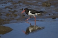 Skoljkarica_Oystercatcher_Haematopus_ostralegus_skoljkarice_Haematopodiade_04.jpg