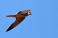 Skrjancar_Hooby_Falco_subbuteo_Sokoli_Falconidae_05.jpg