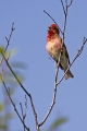 Skrlatec_Scarlet_Rosefinch_Carpodacus_erythrinus_Scinkavci_Fringillidae12.jpg