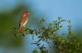 Skrlatec_Scarlet_Rosefinch_Carpodacus_erythrinus_Scinkavci_Fringillidae_18.jpg