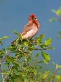 Skrlatec_Scarlet_Rosefinch_Carpodacus_erythrinus_Scinkavci_Fringillidae_31.jpg