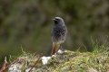 Smarnica_Black_redstart_Phoenicurus_ochruros_Drozgi_Turdidae_22.jpg