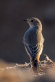 Smarnica_Black_redstart_Phoenicurus_ochruros_Drozgi_Turdidae_32.jpg
