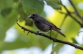 Smarnica_Black_redstart_Phoenicurus_ochruros_Drozgi_Turdidae_36.jpg