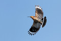 Ime datoteke=Smrdokavra_Hoopoe_Upupa_epops_Smrdokavre_Coraciidae_10.jpg
Velikost datoteke=125KB
Dimenzija=850x567
Datum objave=29.11.2010 Smrdokavra_Hoopoe_Upupa_epops_Smrdokavre_Coraciidae_10.jpg