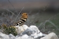 Smrdokavra_Hoopoe_Upupa_epops_Smrdokavre_Coraciidae_14.jpg