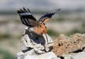 Ime datoteke=Smrdokavra_Hoopoe_Upupa_epops_Smrdokavre_Coraciidae_21.jpg
Velikost datoteke=295KB
Dimenzija=900x629
Datum objave=21.02.2016 Smrdokavra_Hoopoe_Upupa_epops_Smrdokavre_Coraciidae_21.jpg