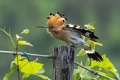 Smrdokavra_Hoopoe_Upupa_epops_Smrdokavre_Coraciidae_25.jpg