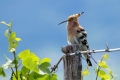 Ime datoteke=Smrdokavra_Hoopoe_Upupa_epops_Smrdokavre_Coraciidae_28.jpg
Velikost datoteke=214KB
Dimenzija=900x600
Datum objave=22.06.2018 Smrdokavra_Hoopoe_Upupa_epops_Smrdokavre_Coraciidae_28.jpg