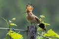 Ime datoteke=Smrdokavra_Hoopoe_Upupa_epops_Smrdokavre_Coraciidae_29.jpg
Velikost datoteke=192KB
Dimenzija=900x600
Datum objave=05.03.2017 Smrdokavra_Hoopoe_Upupa_epops_Smrdokavre_Coraciidae_29.jpg