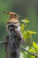 Ime datoteke=Smrdokavra_Hoopoe_Upupa_epops_Smrdokavre_Coraciidae_30.jpg
Velikost datoteke=221KB
Dimenzija=600x900
Datum objave=27.05.2017 Smrdokavra_Hoopoe_Upupa_epops_Smrdokavre_Coraciidae_30.jpg