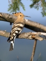 Ime datoteke=Smrdokavra_Hoopoe_Upupa_epops_Smrdokavre_Coraciidae_35.jpg
Velikost datoteke=231KB
Dimenzija=675x900
Datum objave=16.05.2018 Smrdokavra_Hoopoe_Upupa_epops_Smrdokavre_Coraciidae_35.jpg