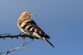 Ime datoteke=Smrdokavra_Hoopoe_Upupa_epops_Smrdokavre_Coraciidae_37.jpg
Velikost datoteke=229KB
Dimenzija=950x633
Datum objave=11.05.2018 Smrdokavra_Hoopoe_Upupa_epops_Smrdokavre_Coraciidae_37.jpg