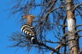 Ime datoteke=Smrdokavra_Hoopoe_Upupa_epops_Smrdokavre_Coraciidae_41.jpg
Velikost datoteke=277KB
Dimenzija=900x600
Datum objave=21.09.2018 Smrdokavra_Hoopoe_Upupa_epops_Smrdokavre_Coraciidae_41.jpg