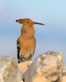 Ime datoteke=Smrdokavra_Hoopoe_Upupa_epops_Smrdokavre_Coraciidae_45.jpg
Velikost datoteke=252KB
Dimenzija=720x900
Datum objave=17.10.2018 Smrdokavra_Hoopoe_Upupa_epops_Smrdokavre_Coraciidae_45.jpg