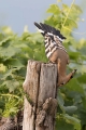 Ime datoteke=Smrdokavra_Hoopoe_Upupa_epops_Smrdokavre_Coraciidae_47.jpg
Velikost datoteke=310KB
Dimenzija=600x900
Datum objave=05.03.2019 Smrdokavra_Hoopoe_Upupa_epops_Smrdokavre_Coraciidae_47.jpg