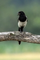 Sraka_Magpie_Pica_pica_Vrani_Corvidae_13.jpg