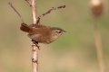 Strzek_Wren_Troglodytes_troglodytes_Strzki_Troglodytidae_26.jpg