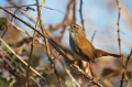 Ime datoteke=Svilnica_Cettis_warbler_Cettia_cetti_Penice_Sylviidae_06.jpg
Velikost datoteke=261KB
Dimenzija=950x633
Datum objave=24.08.2016 Svilnica_Cettis_warbler_Cettia_cetti_Penice_Sylviidae_06.jpg