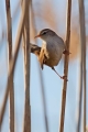 Ime datoteke=Svilnica_Cettis_warbler_Cettia_cetti_Penice_Sylviidae_09.jpg
Velikost datoteke=177KB
Dimenzija=600x900
Datum objave=08.03.2017 Svilnica_Cettis_warbler_Cettia_cetti_Penice_Sylviidae_09.jpg