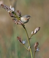 Tascicna_penica_Subalpine_warbler_08.jpg