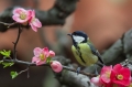 Velika_sinica_Great_tit_Parus_major_Sinice_Paridae_23.jpg