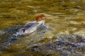 Velika_zagarica_Goosander_Mergus_merganser_Plovci_Anatidae_38.jpg