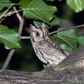 Veliki_skovik_Scops_owl_Otus_scops_Sove_Strigidae_02.jpg
