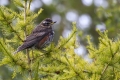 Vinski_drozg_Redwing_Turdus_iliacus_03.jpg