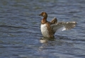 Zlatouhi_ponirek_Slavonian_grebe_Podiceps_auritus_Ponirki_Podicipedidae_03.jpg