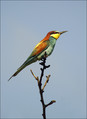Ime datoteke=cebelar_Bee_eater_07.jpg
Velikost datoteke=236KB
Dimenzija=584x797
Datum objave=19.10.2009 cebelar_Bee_eater_07.jpg