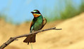Ime datoteke=cebelar_Bee_eater_08.jpg
Velikost datoteke=199KB
Dimenzija=900x529
Datum objave=26.11.2009 cebelar_Bee_eater_08.jpg