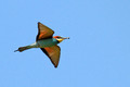 Ime datoteke=cebelar_Bee_eater_09.jpg
Velikost datoteke=109KB
Dimenzija=800x534
Datum objave=18.07.2010 cebelar_Bee_eater_09.jpg