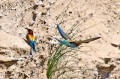 Ime datoteke=cebelar_Bee_eater_11.jpg
Velikost datoteke=178KB
Dimenzija=800x533
Datum objave=21.08.2011 cebelar_Bee_eater_11.jpg