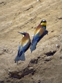 Ime datoteke=cebelar_Bee_eater_13.jpg
Velikost datoteke=572KB
Dimenzija=675x900
Datum objave=17.02.2012 cebelar_Bee_eater_13.jpg