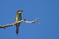 Ime datoteke=cebelar_Bee_eater_14.jpg
Velikost datoteke=195KB
Dimenzija=900x600
Datum objave=31.12.2011 cebelar_Bee_eater_14.jpg
