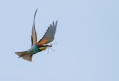 cebelar_Bee_eater_18.jpg