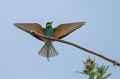Ime datoteke=cebelar_Bee_eater_20.jpg
Velikost datoteke=210KB
Dimenzija=950x633
Datum objave=28.02.2015 cebelar_Bee_eater_20.jpg