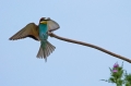 Ime datoteke=cebelar_Bee_eater_22.jpg
Velikost datoteke=160KB
Dimenzija=950x633
Datum objave=25.07.2015 cebelar_Bee_eater_22.jpg