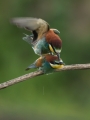 Ime datoteke=cebelar_Bee_eater_24.jpg
Velikost datoteke=203KB
Dimenzija=675x900
Datum objave=01.07.2016 cebelar_Bee_eater_24.jpg