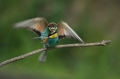 Ime datoteke=cebelar_Bee_eater_25.jpg
Velikost datoteke=194KB
Dimenzija=950x633
Datum objave=08.09.2016 cebelar_Bee_eater_25.jpg